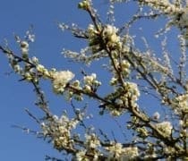 4 33mag Musique Nature Fm 30mars21 2 Web1000 750x400