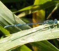 4 33 Mag Musique Nature Cenel Dscn3285 Web1000 750x400