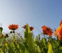 Jardin Potager Automne 2016 Fm 6 Web1000 750x400