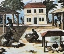 Tropicalites Photo 1